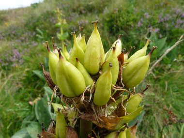 Fruits en forme de capsules dressées et regroupées en verticilles. Agrandir dans une nouvelle fenêtre ou onglet)